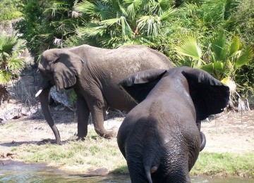 La caza furtiva se cobró 20.000 elefantes en 2013